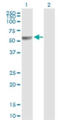 Western Blot: PPP2R5A Antibody [H00005525-B01P] - Analysis of PPP2R5A expression in transfected 293T cell line by PPP2R5A polyclonal antibody.  Lane 1: PPP2R5A transfected lysate(53.46 KDa). Lane 2: Non-transfected lysate.