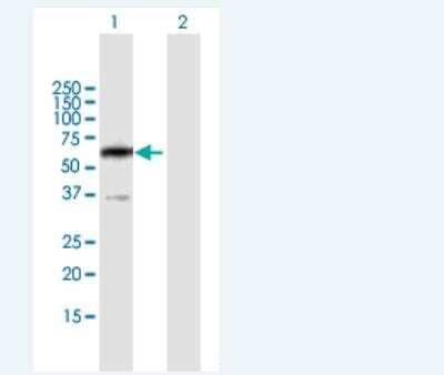 Western Blot: PPP2R5B Antibody [H00005526-B01P-50ug] - Analysis of PPP2R5B expression in transfected 293T cell line (H00005526-T01) by PPP2R5B MaxPab polyclonal antibody.  Lane 1: PPP2R5B transfected lysate(54.67 KDa). Lane 2: Non-transfected lysate.