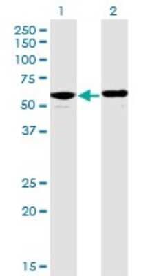 Western Blot: PPP2R5D Antibody (4E12) [H00005528-M01] - Analysis of PPP2R5D expression in transfected 293T cell line by PPP2R5D monoclonal antibody (M01), clone 4E12.Lane 1: PPP2R5D transfected lysate(70 KDa).Lane 2: Non-transfected lysate.