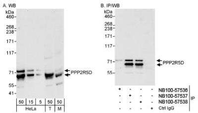 Western Blot: PPP2R5D Antibody [NB100-57538] - Detection of Human and Mouse PPP2R5D on HeLa whole cell lysate using NB100-57538. PPP2R5D was also immunoprecipitated by rabbit anti-PPP2R5D antibodies NB100-57536 and NB100-57537.