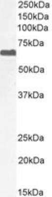Western Blot: PPP2R5D Antibody [NB100-846] - Staining of NIH3T3 cell lysate (35 ug protein in RIPA buffer) with antibody at 0.1 ug/mL. Detected by chemiluminescence.