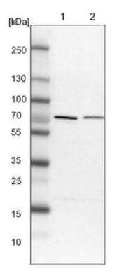 Western Blot: PPP2R5D Antibody [NBP1-88959] - Lane 1: NIH-3T3 cell lysate (Mouse embryonic fibroblast cells). Lane 2: NBT-II cell lysate (Rat Wistar bladder tumor cells).