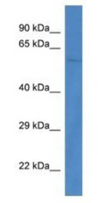 Western Blot: PPP3CB Antibody [NBP1-74253] - Mouse Heart Lysate 1ug/ml  Gel Concentration 12%