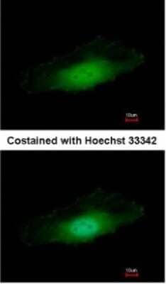 Immunocytochemistry/Immunofluorescence: PPP4C Antibody [NBP1-31117] - Paraformaldehyde-fixed HeLa, using antibody at 1:500 dilution.