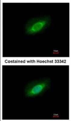 Immunocytochemistry/Immunofluorescence: PPP4C Antibody [NBP2-19912] - Immunofluorescence analysis of paraformaldehyde-fixed HeLa, using antibody at 1:500 dilution.