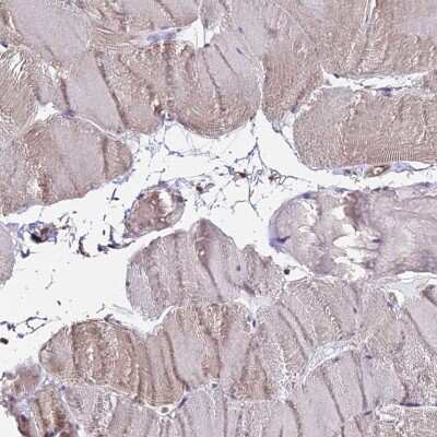 Immunohistochemistry-Paraffin: PP4/PPP4C Antibody [NBP2-13802] - Staining of human skeletal muscle shows low expression as expected.