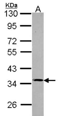 Western Blot: PPP4C Antibody [NBP2-19912] - Sample (30 ug of whole cell lysate) A: Hep G2 10% SDS PAGE gel, diluted at 1:500.