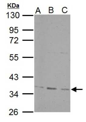 Western Blot: PPP4C Antibody [NBP2-19912] - Sample (30 ug of whole cell lysate) A: NIH-3T3 B: JC C: BCL-1 10% SDS PAGE gel, diluted at 1:500.