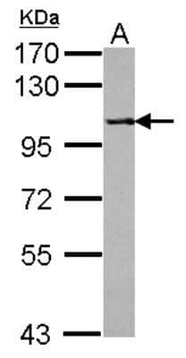 Western Blot: PPP4R1 Antibody [NBP2-19913] - Sample (30 ug of whole cell lysate) A: U87-MG 7. 5% SDS PAGE gel, diluted at 1:1000.