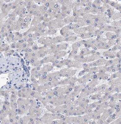 PPRC1 Antibody (NBP1-82985): Novus Biologicals