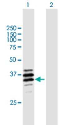 Western Blot: PPT2 Antibody [H00009374-B01P] - Analysis of PPT2 expression in transfected 293T cell line by PPT2 polyclonal antibody.  Lane 1: PPT2 transfected lysate(33.22 KDa). Lane 2: Non-transfected lysate.