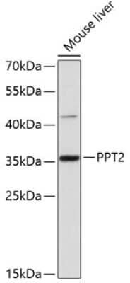 Western Blot PPT2 Antibody - Azide and BSA Free