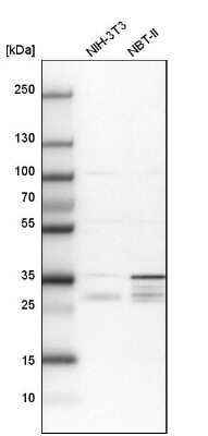 Western Blot: PPTC7 Antibody [NBP1-90654] - Analysis in mouse cell line NIH-3T3 and rat cell line NBT-II.