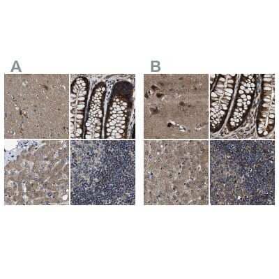 Immunohistochemistry-Paraffin PPWD1 Antibody - BSA Free