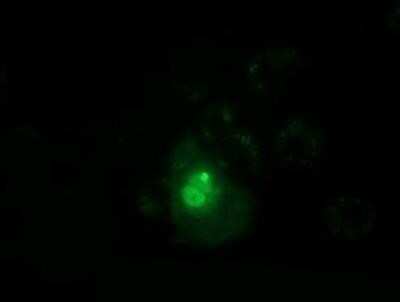 Immunocytochemistry/Immunofluorescence: PPWD1 Antibody (OTI1B8) - Azide and BSA Free [NBP2-73590] - Staining of COS7 cells transiently transfected by pCMV6-ENTRY PPWD1.