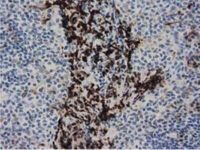 Immunohistochemistry: PPWD1 Antibody (OTI1B8) - Azide and BSA Free [NBP2-73590] - Staining of paraffin-embedded Human lymph node tissue within the normal limits using anti-PPWD1 mouse monoclonal antibody.