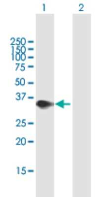 Western Blot: PR48 Antibody [H00028227-B01P] - Analysis of PPP2R3B expression in transfected 293T cell line by PPP2R3B polyclonal antibody.  Lane 1: PPP2R3B transfected lysate(24.86 KDa). Lane 2: Non-transfected lysate.