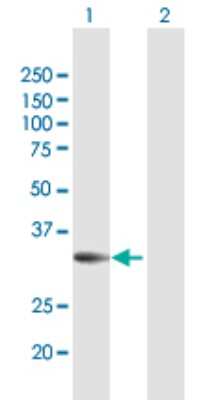Western Blot: PR48 Antibody [H00028227-D02P] - Analysis of PPP2R3B expression in transfected 293T cell line by PPP2R3B polyclonal antibody.Lane 1: PPP2R3B transfected lysate(24.86 KDa).Lane 2: Non-transfected lysate.