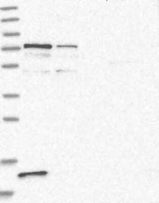 Western Blot PR48 Antibody - BSA Free