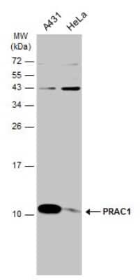 Western Blot: PRAC Antibody [NBP3-13046] - Various whole cell extracts (30 ug) were separated by 15% SDS-PAGE, and the membrane was blotted with PRAC antibody (NBP3-13046) diluted at 1:1000. The HRP-conjugated anti-rabbit IgG antibody (NBP2-19301) was used to detect the primary antibody.