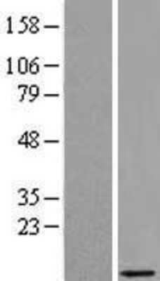 Western Blot: PRAC Overexpression Lysate (Adult Normal) [NBL1-08250] Left-Empty vector transfected control cell lysate (HEK293 cell lysate); Right -Over-expression Lysate for PRAC.