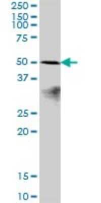 Western Blot: PRAF1 Antibody [H00064425-B01P] - Analysis of POLR1E expression in U-2 OS.