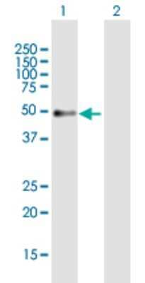 Western Blot: PRAF1 Antibody [H00064425-B01P] - Analysis of POLR1E expression in transfected 293T cell line by POLR1E polyclonal antibody.  Lane 1: PRAF1 transfected lysate(46.09 KDa). Lane 2: Non-transfected lysate.