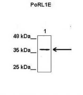 Western Blot: PRAF1 Antibody [NBP1-56449] - Lanes: Lane1: 50 ug mouse heptoma cell lysate Primary Antibody Dilution: 1:1000 Secondary Antibody: Anti-rabbit HRP Secondary Antibody Dilution: 1:5000 Gene Name: PORL1E