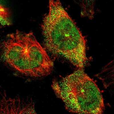 Immunocytochemistry/Immunofluorescence: PRAGMIN Antibody [NBP1-87473] - Staining of human cell line U-251 MG shows positivity in cytoplasm, centrosome & nucleus but excluded from the nucleoli. Antibody staining is shown in green.