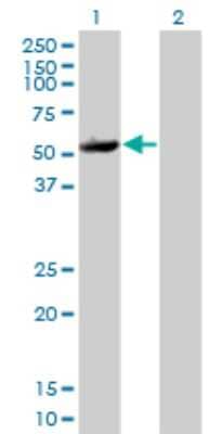 Western Blot: PRAK Antibody (2D5) [H00008550-M01] - Analysis of MAPKAPK5 expression in transfected 293T cell line by MAPKAPK5 monoclonal antibody (M01), clone 2D5.Lane 1: MAPKAPK5 transfected lysate(54 KDa).Lane 2: Non-transfected lysate.
