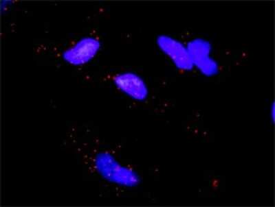 Proximity Ligation Assay: PRAK Antibody [H00008550-D01P] - Analysis of protein-protein interactions between MAPKAPK5 and EIF4EBP1. HeLa cells were stained with anti-MAPKAPK5 rabbit purified polyclonal 1:1200 and anti-EIF4EBP1 mouse monoclonal antibody 1:50. Each red dot represents the detection of protein-protein interaction complex, and nuclei were counterstained with DAPI (blue).