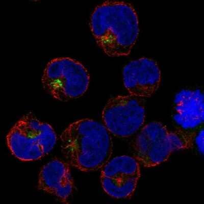 Immunocytochemistry/Immunofluorescence: PRAM1 Antibody [NBP2-55280] - Staining of human cell line NB-4 shows localization to the Golgi apparatus.