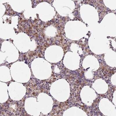 Immunohistochemistry-Paraffin: PRAM1 Antibody [NBP2-13809] - Staining of human bone marrow shows moderate cytoplasmic positivity in hematopoietic cells.