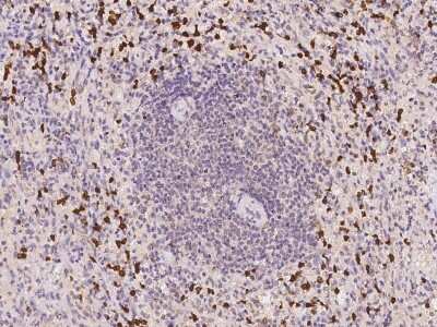 Immunohistochemistry-Paraffin: PRAM1 Antibody [NBP2-98045] - Immunochemical staining of human PRAM1 in human kidney with rabbit polyclonal antibody at 1:300 dilution, formalin-fixed paraffin embedded sections.