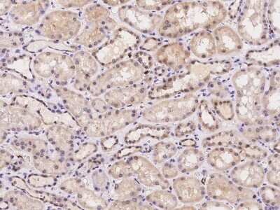 Immunohistochemistry-Paraffin: PRAM1 Antibody [NBP2-98045] - Immunochemical staining of human PRAM1 in human kidney with rabbit polyclonal antibody at 1:300 dilution, formalin-fixed paraffin embedded sections.