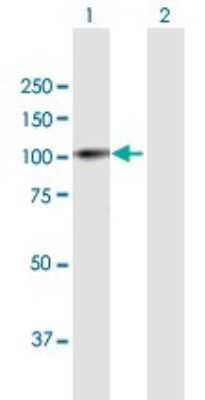 Western Blot: PRAM1 Antibody [H00084106-B01P] - Analysis of PRAM1 expression in transfected 293T cell line by PRAM1 polyclonal antibody.  Lane 1: PRAM1 transfected lysate(73.7 KDa). Lane 2: Non-transfected lysate.