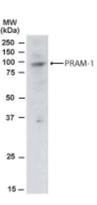 Western Blot: PRAM1 Antibody [NB100-821] - Analysis of PRAM1 in Jurkat lysate using this antibody at 2 ug/ ml. Primary incubated for 12 hour. Detected using chemiluminescence.