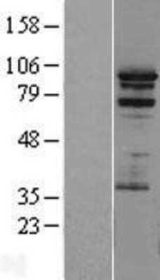 Western Blot: PRAM1 Overexpression Lysate (Adult Normal) [NBL1-14722] Left-Empty vector transfected control cell lysate (HEK293 cell lysate); Right -Over-expression Lysate for PRAM1.