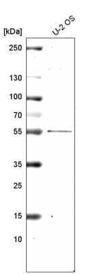 Western Blot: PRAME Antibody (CL5148) [NBP2-61149] - Analysis in human cell line U-2 OS.