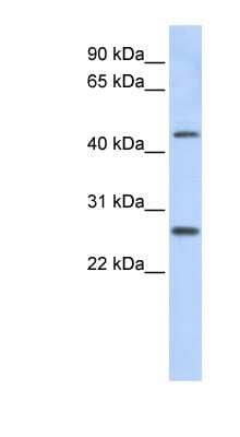 Western Blot PRAMEF10 Antibody - BSA Free