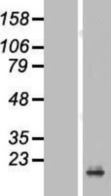 Western Blot PRAP1 Overexpression Lysate