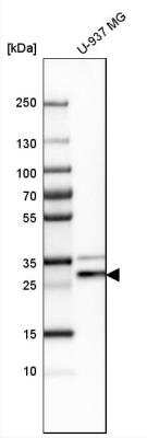 Western Blot: PRAT4A/TNRC5 Antibody [NBP1-91153] - Analysis in human cell line U-937 MG.