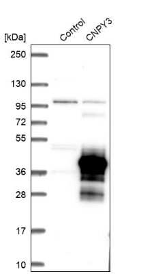 Western Blot: PRAT4A/TNRC5 Antibody [NBP1-91153] - Analysis in control (vector only transfected HEK293T lysate) and CNPY3 over-expression lysate (Co-expressed with a C-terminal myc-DDK tag (3.1 kDa) in mammalian HEK293T cells).