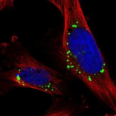 Immunocytochemistry/Immunofluorescence: PRAT4B/CNPY4 Antibody [NBP1-81085] - Immunofluorescent staining of human cell line U-251 MG shows localization to vesicles.