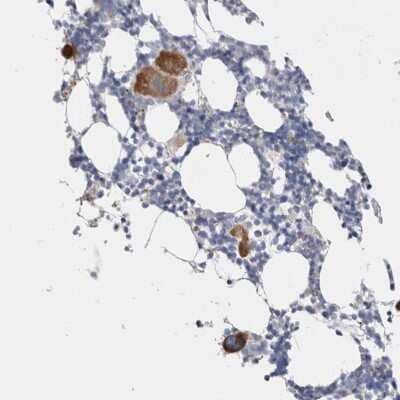 Immunohistochemistry-Paraffin: PRAT4B/CNPY4 Antibody [NBP1-81085] - Staining of human bone marrow shows strong cytoplasmic positivity in megakaryocytes.