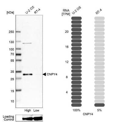 Western Blot PRAT4B/CNPY4 Antibody - BSA Free