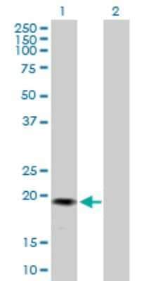 Western Blot: PRDC/GREM2 Antibody [H00064388-B01P] - Analysis of GREM2 expression in transfected 293T cell line by GREM2 polyclonal antibody.  Lane 1: GREM2 transfected lysate(18.48 KDa). Lane 2: Non-transfected lysate.