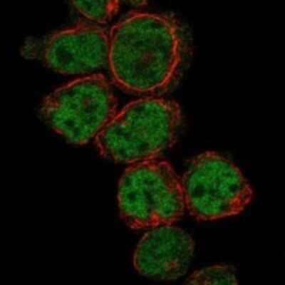 Immunocytochemistry/Immunofluorescence: PRDM10 Antibody [NBP3-17297] - Staining of human cell line HEL shows localization to nucleoplasm.