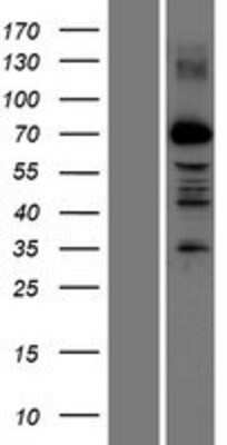 Western Blot: PRDM13 Overexpression Lysate (Adult Normal) [NBP2-06530] Left-Empty vector transfected control cell lysate (HEK293 cell lysate); Right -Over-expression Lysate for PRDM13.