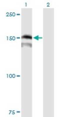 Western Blot: PRDM15 Antibody [H00063977-B01P] - Analysis of PRDM15 expression in transfected 293T cell line by PRDM15 polyclonal antibody.  Lane 1: PRDM15 transfected lysate(125.51 KDa). Lane 2: Non-transfected lysate.
